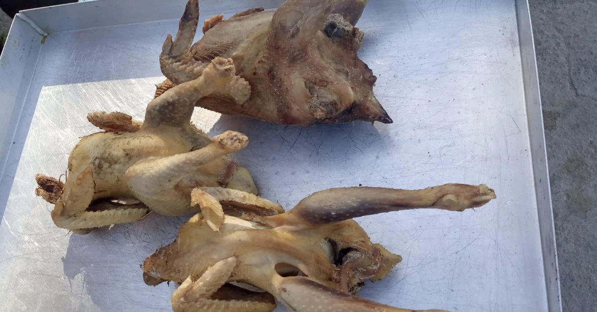 Uruguay: Polémica por los pollos flacos que entrega el Gobierno