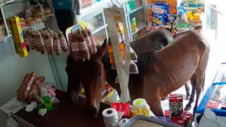Córdoba: Dos caballos entraron a un kiosco y se comieron todo