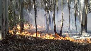 Corrientes: disminuyeron a seis los focos activos de incendios
