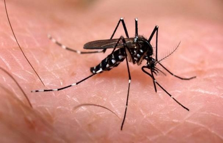 Casos de dengue y otras afecciones de mosquitos