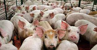 Semana de la Carne de Cerdo: El sector celebra con promociones