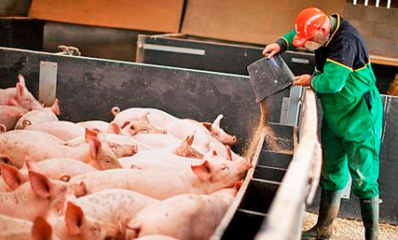 Los productores de cerdos en contra del dolar soja