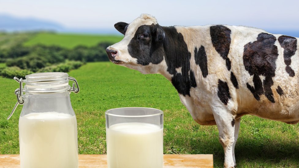 Agrotóxicos: estudian su presencia en la producción láctea
