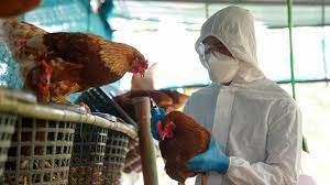 Nuevos casos de influenza aviar: más controles en Entre Ríos