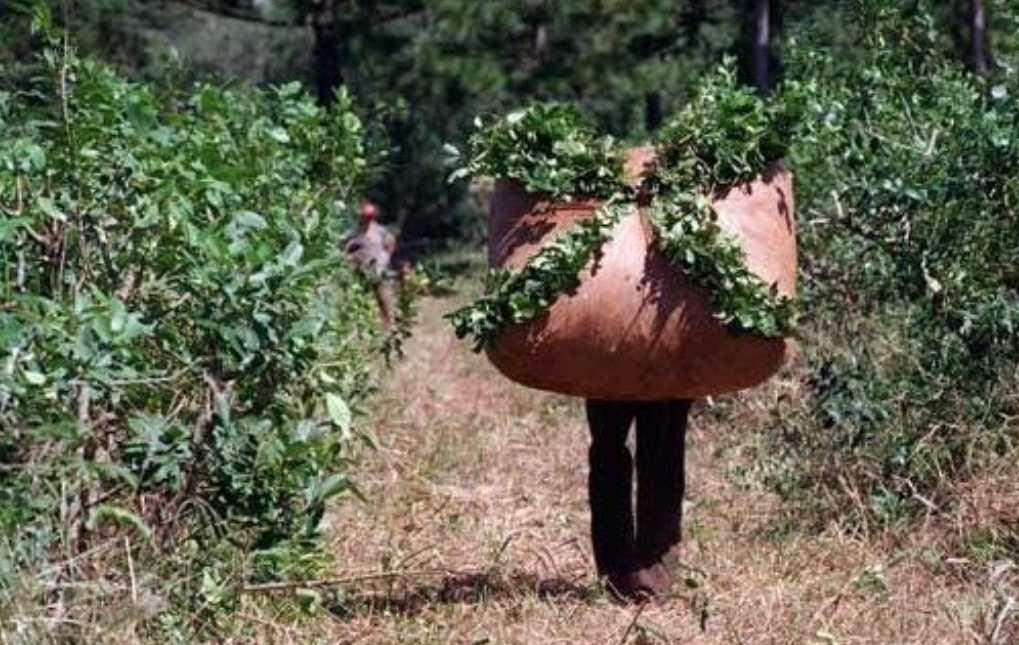 Yerba mate: productores piden $120 por kilo de hoja verde