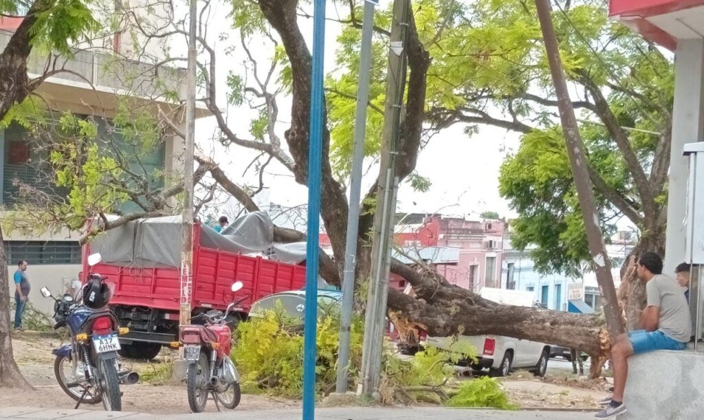 Un árbol de gran tamaño cayó en Paraná y destrozó cinco vehículos