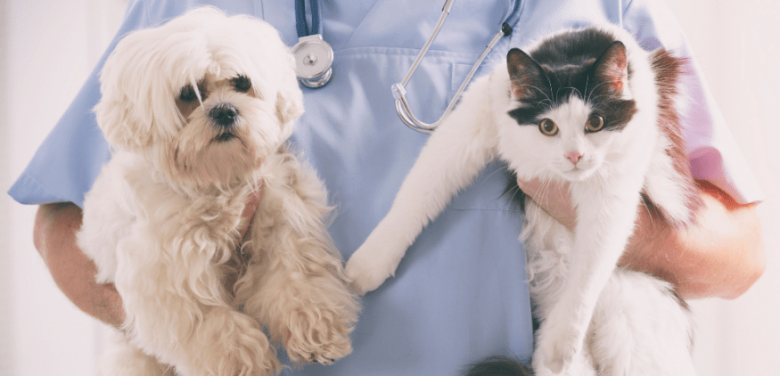 Aportes de la tecnología para la medicina veterinaria