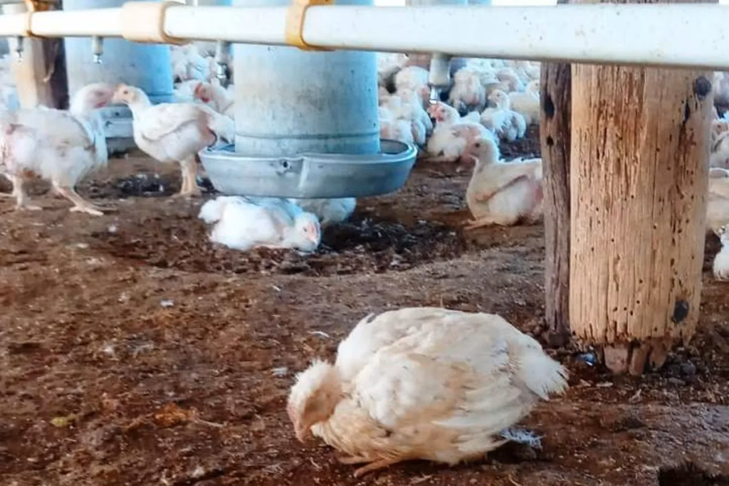 Se reportó el primer caso de gripe aviar en aves de corral y el Gobierno suspendió exportaciones