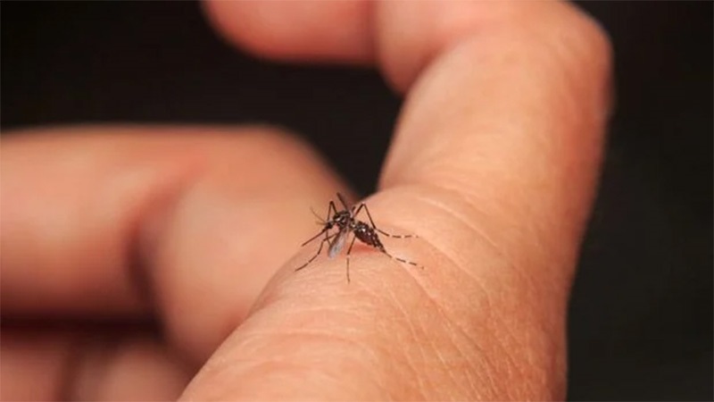 Proponen declarar la emergencia sanitaria en Paraná ante  aumento de los casos de dengue