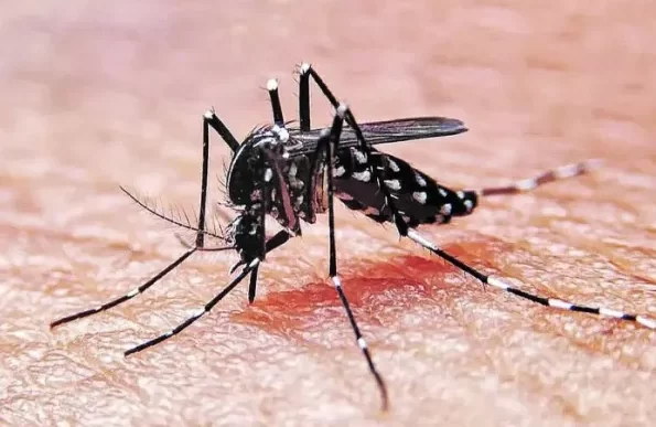 Confirmaron 50 casos de dengue en Entre Ríos: el desglose por departamento