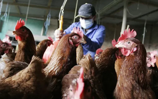 Gripe aviar: detectaron otro caso en Entre Ríos