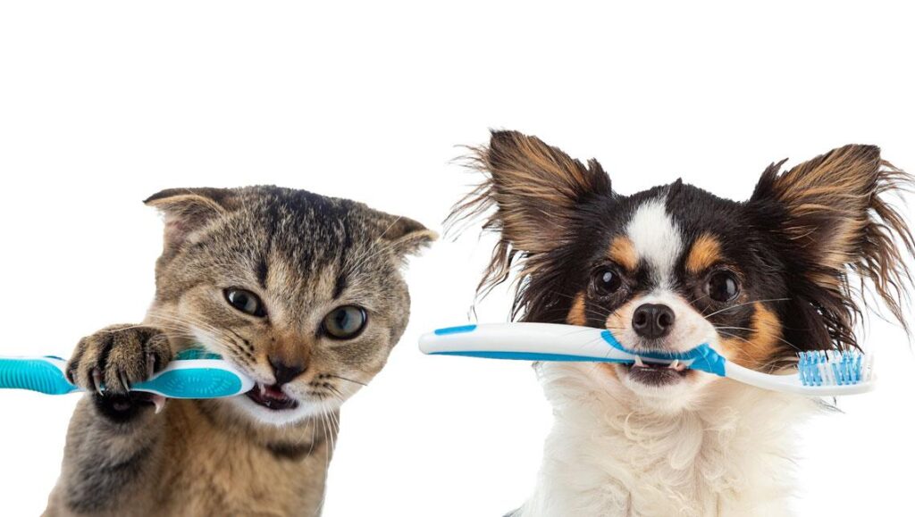 Salud bucal en perros y gatos: consejos para evitar la enfermedad