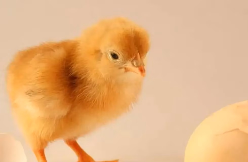 La inteligencia artificial resolvió el mayor dilema de la humanidad: ¿primero el huevo o la gallina?