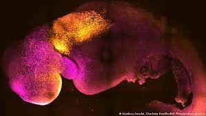 Israel: crean los primeros embriones sintéticos del mundo