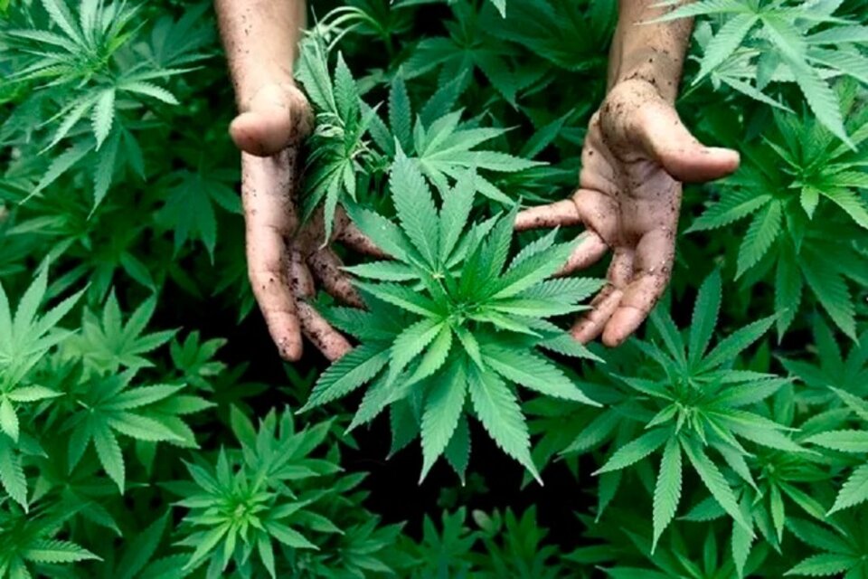 El Gobierno reglamentó la Ley de Cannabis