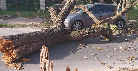El viento superó los 50 km/h en Paraná y un árbol cayó sobre un auto