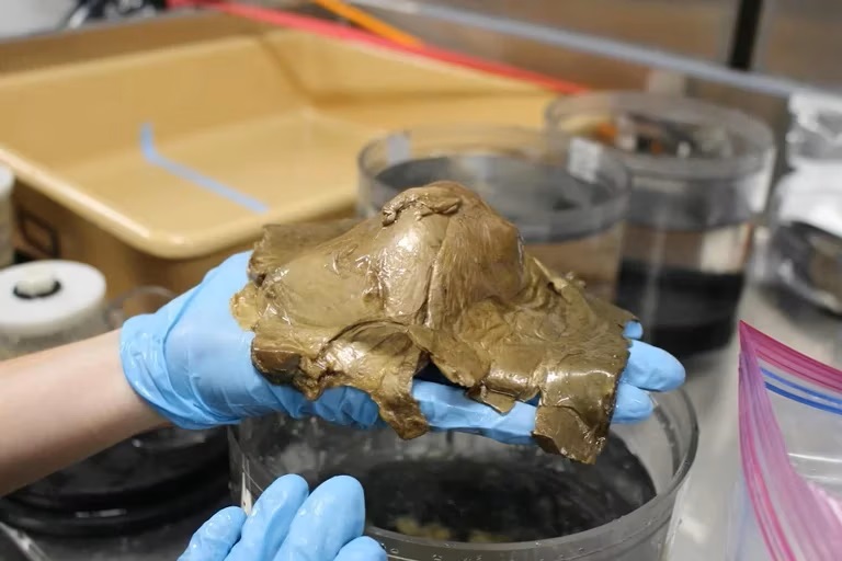 Científicos estudian un misterioso “huevo dorado”