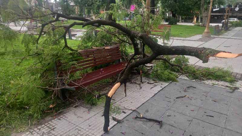 Fuerte temporal en Concordia provocó caída de árboles
