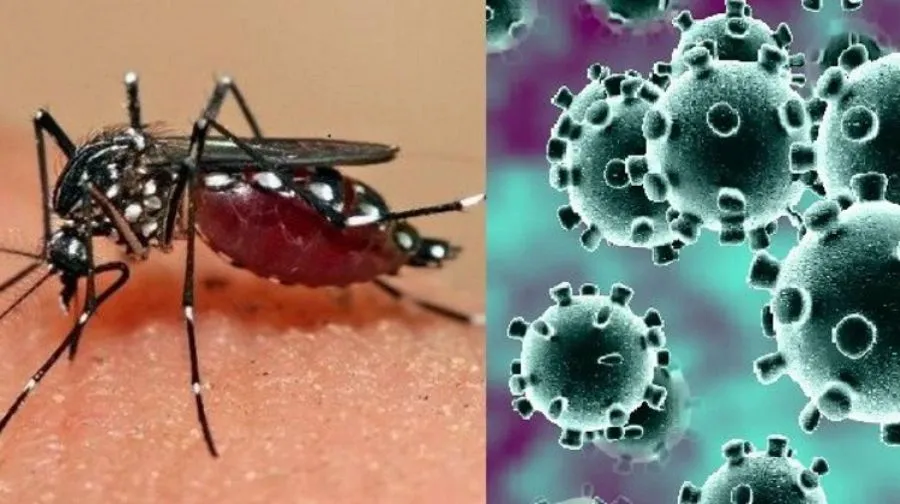 Entre Ríos: hay 75 nuevos casos de dengue y 53 de Covid-19