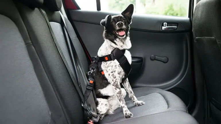 Como prepárate para viajar con tu mascota de manera segura y cómoda