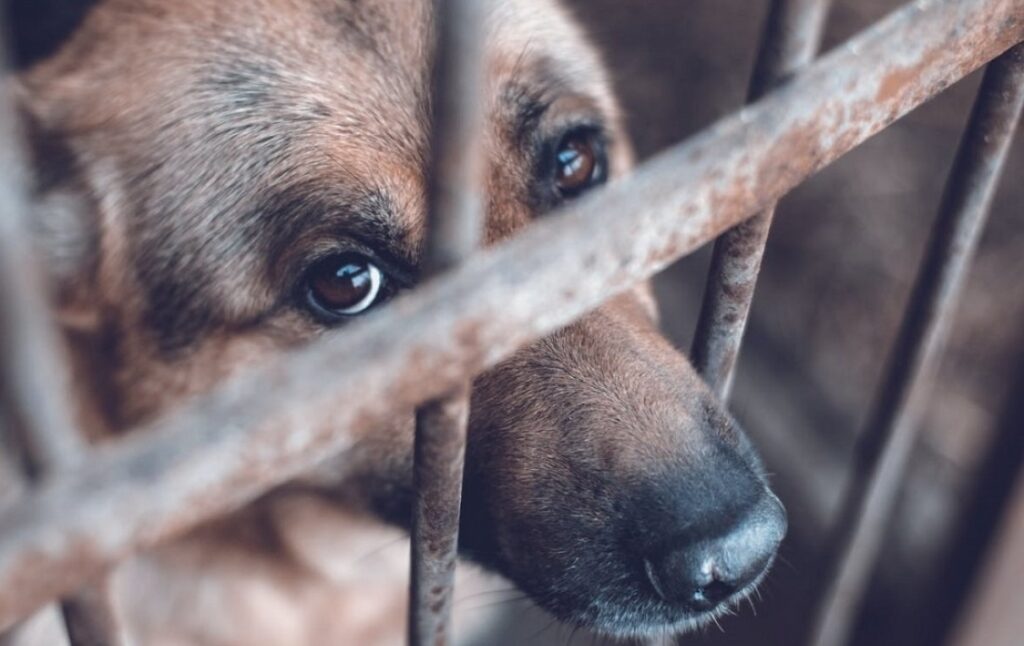 Comienza el tratamiento de la “Ley Conan” contra el maltrato animal