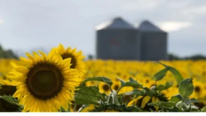 Récord en la cosecha de girasol: creció un 28,2%