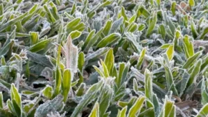 – 9 ºC en zonas de Paraná: preocupa a productores la pérdida de cultivos