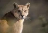 puma
