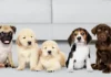 DÍA DEL ANIMAL: QUÉ TENER EN CUENTA ANTES DE ADOPTAR UNA MASCOTA Las_mejores_razas_de_perros_para_los_ni__os_485x305px