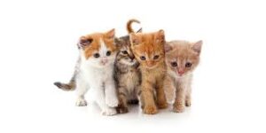 INFECCIONES URINARIAS EN GATOS: CÓMO DETECTARLAS Y PREVENIRLAS