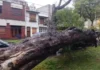 TEMPORAL EN PARANÁ: UN ÁRBOL CAYÓ SOBRE UN AUTO Y PROVOCÓ DAÑOS parana-arbol-caido-portada