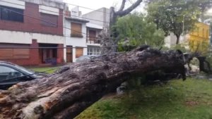 TEMPORAL EN PARANÁ: UN ÁRBOL CAYÓ SOBRE UN AUTO Y PROVOCÓ DAÑOS