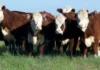 SE PROFUNDIZA LA CAÍDA DEL CONSUMO Y LA FAENA VACUNA MARCA MÍNIMOS HISTÓRICOS 6975d34c6aa92_700_387!
