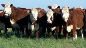 SE PROFUNDIZA LA CAÍDA DEL CONSUMO Y LA FAENA VACUNA MARCA MÍNIMOS HISTÓRICOS