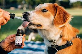 MENDOZA REGULÓ EL USO DE CANNABIS MEDICINAL PARA MASCOTAS Y ES LA PRIMERA PROVINCIA EN HACERLO