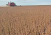 LA PRODUCCIÓN DE SOJA RETROCEDE EN ENTRE RÍOS POR CLIMA Y CAMBIOS EN LA SIEMBRA m_1776349198_1729
