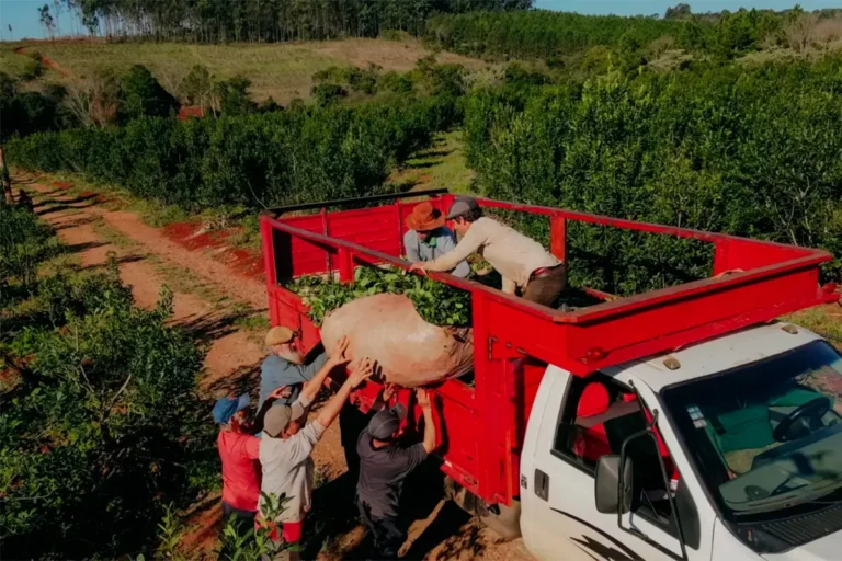 PRODUCTORES Y TAREFEROS IMPULSAN LA EMERGENCIA YERBATERA EN MISIONES