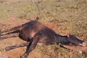 CONFIRMARON UN BROTE DE RABIA BOVINA TRAS LA MUERTE DE MAS DE 30 VACUNOS EN PARAGUAY