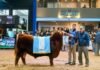 RÉCORD DE VENRA: UN TORO ANGUS FUE VALUADO EN $600 MILLONES POR EL 50% images (84)