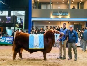 RÉCORD DE VENRA: UN TORO ANGUS FUE VALUADO EN $600 MILLONES POR EL 50%