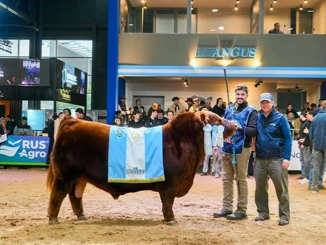 RÉCORD DE VENRA: UN TORO ANGUS FUE VALUADO EN $600 MILLONES POR EL 50%
