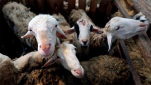 ENTRE RÍOS OTORGARÁ CRÉDITOS A TASA CERO DE HASTA $3 MILLONES PARA JÓVENES PRODUCTORES OVINOS Y CAPRINOS