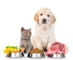 ADVIERTEN SOBRE LOS RIESGOS DE UNA MALA ALIMENTACIÓN EN PERROS Y GATOS: QUÉ DEBEN COMER Y QUÉ EVITAR