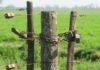 DELITOS RURALES EN ENTRE RÍOS: ADVIERTEN SOBRE FALTANTES DE GANADO Y CARNEADAS EN DISTINTAS ZONAS images (97)